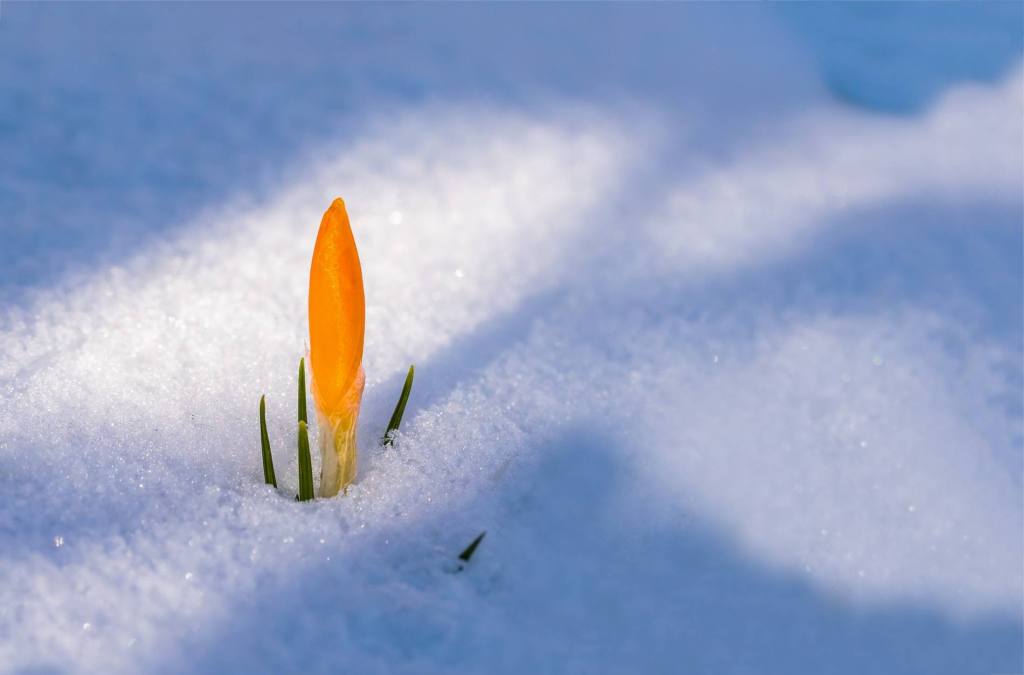 Flower in snow